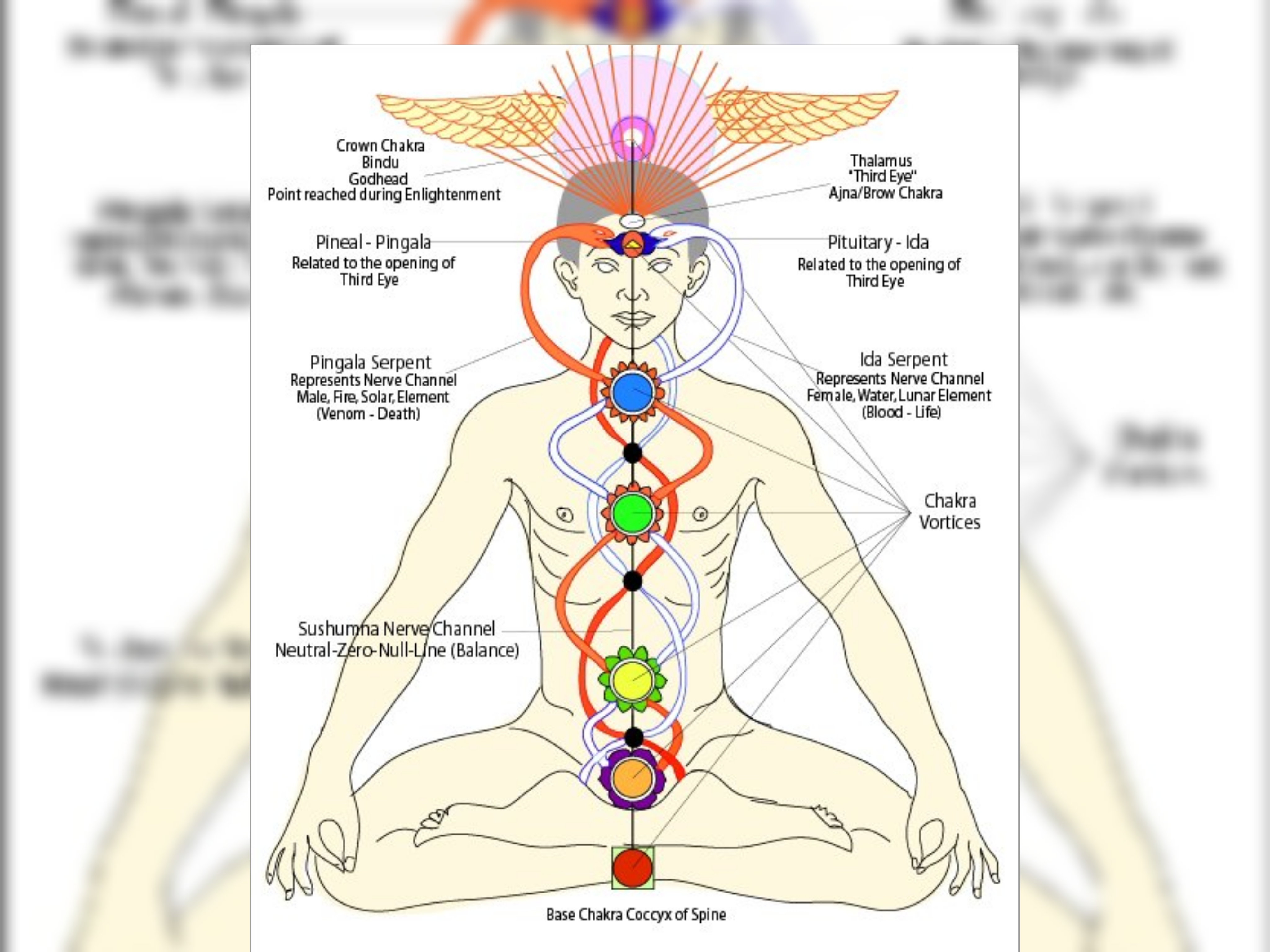 SHAKTIPAT DAN KEBANGKITAN KUNDALINI